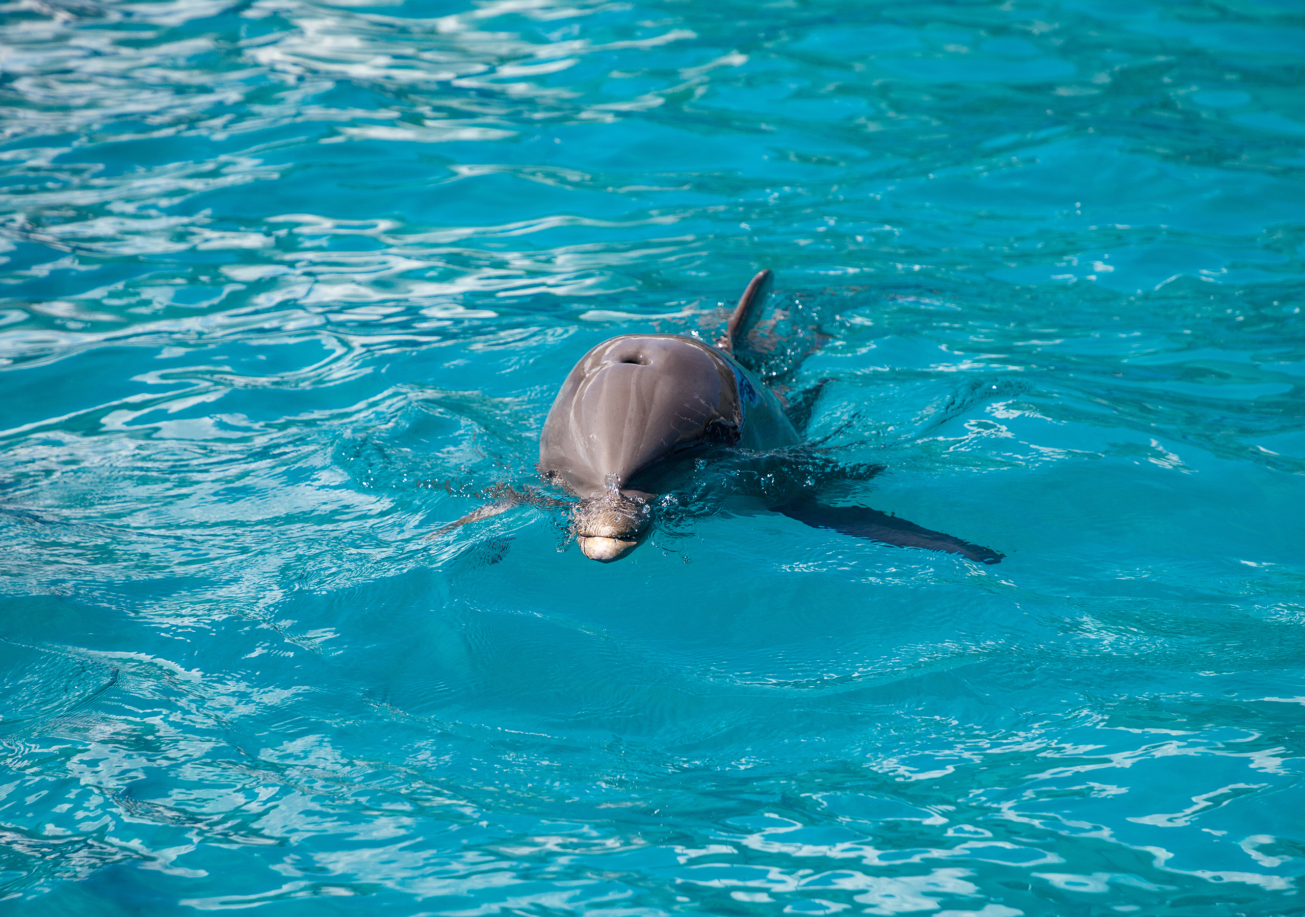 Delfin- og snorkeltur fra Key West