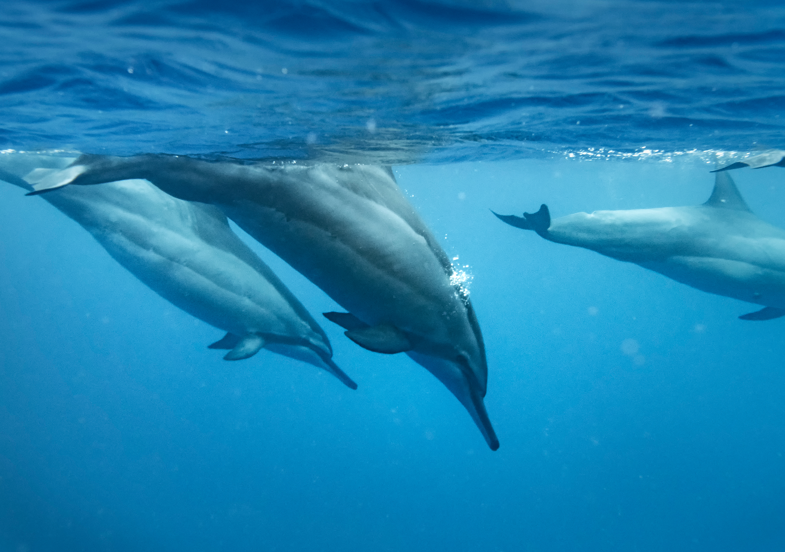 Snorkling med delfiner - Hawaii