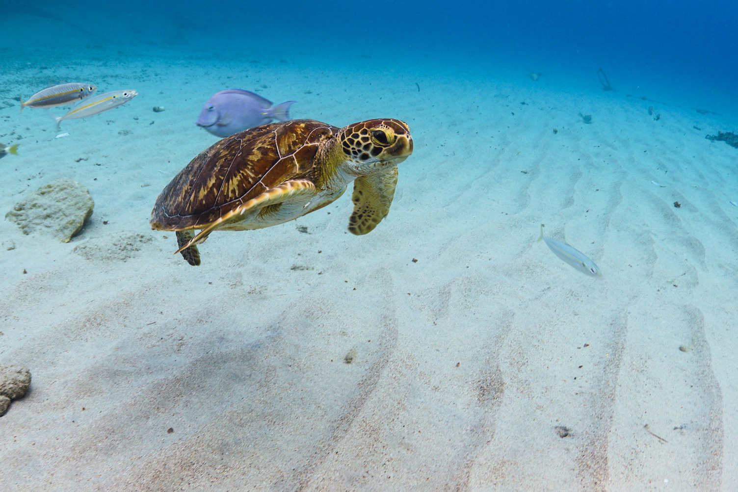 Curaçao