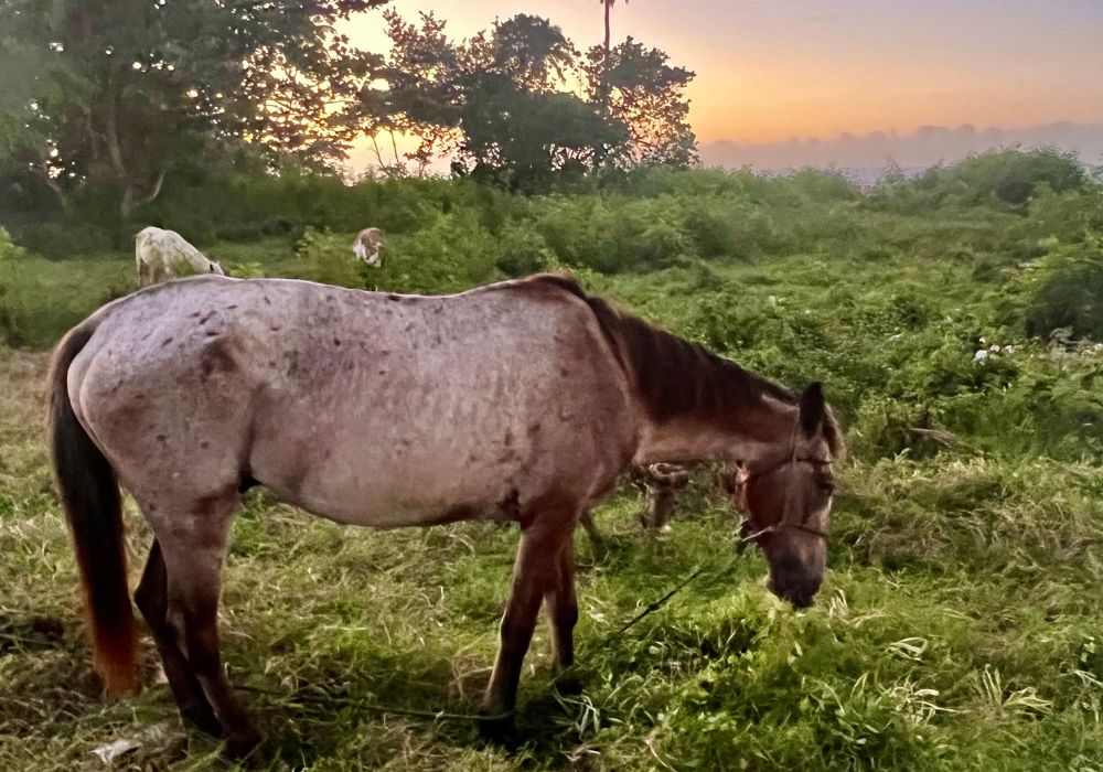 Hest