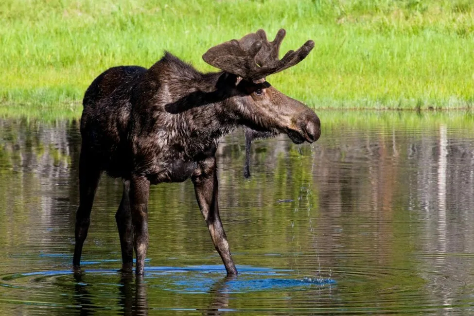 Grand Teton