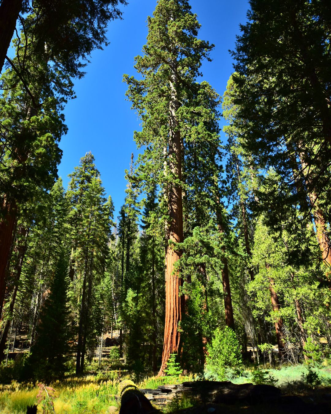 Mariposa Grove Yosemite