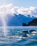 Pukkelhvaler i Alaska