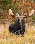 Moose i Algonquin Park