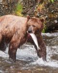 Brun bjørn i Campbell River