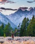Elge i Grand Teton National Park - Jackson Hole, Wyoming