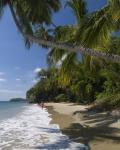 Samana Strand Dominikanske republik