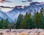 Elge i Grand Teton National Park - Jackson Hole, Wyoming