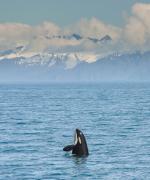 Hvaler i Alaska