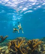 Snorkling Aruba