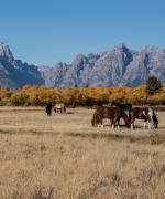 Grand Teton National Park